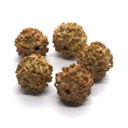 Perles graines de rudraksha 18mm