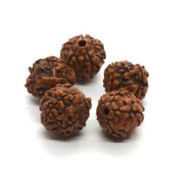 Perles graines de rudraksha 12mm